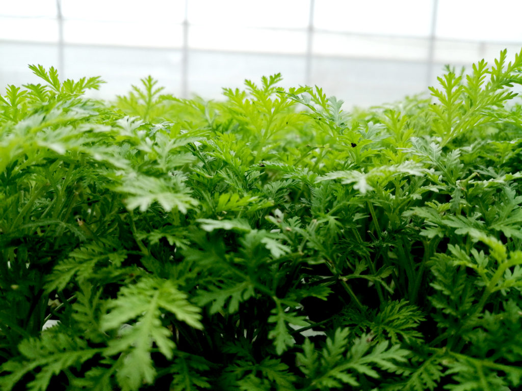 Bio-Hof-Haas-Artemisia-Jungpflanze