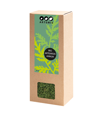 Artemisia annua leaf