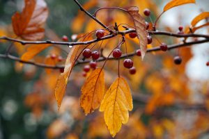 autumn, nature, cherries, wild cherries, leaves, autumn leaves, foliage, botany