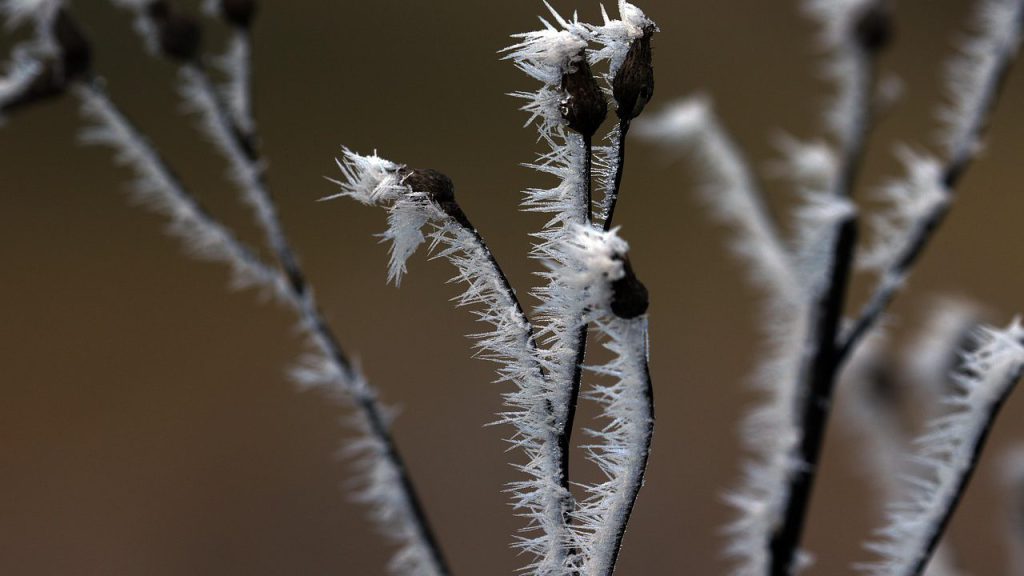 plants, icy, trees, lighting mood, fog, forest, landscape, mood, sunlight, close up, macro, mystical, the shade, ice cream, ripe, frost, hoarfrost, cold, nature, frozen, ice crystals, winter magic, raunächte, winter motif