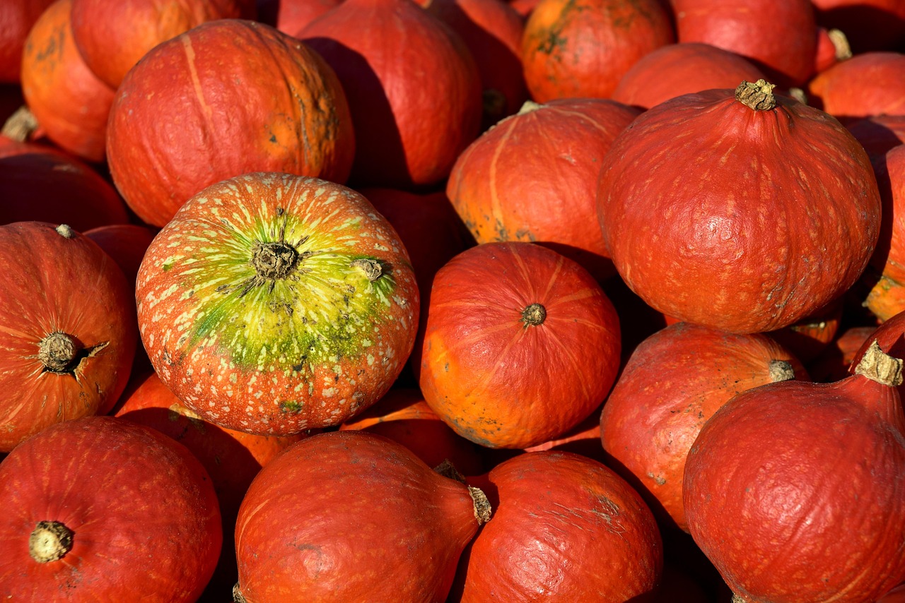 hokkaido pumpkin, pumpkin, harvest, vegetables, orange, fall, to produce, food, organic, healthy, nourishment, group, vitamins, cook, ingredient, pumpkin, pumpkin, pumpkin, pumpkin, pumpkin