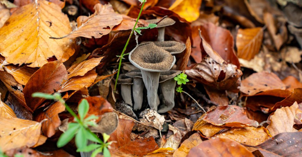 Black trumpet mushrooms nestled among vibrant autumn leaves in a forest setting.