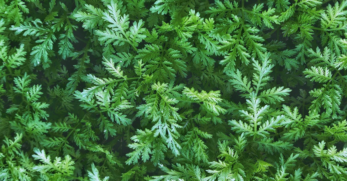 Close-up view of vibrant green fern leaves in Comuna Bârnova, Romania.