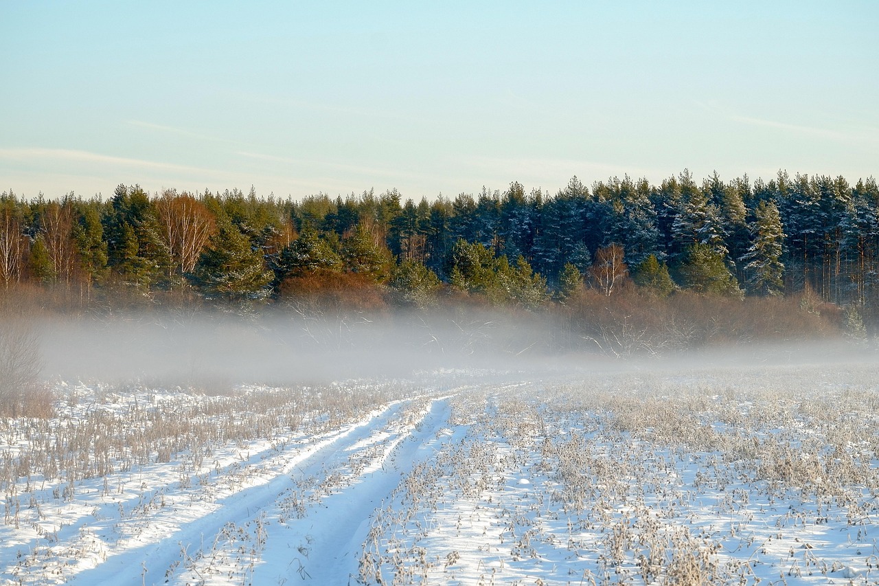 field, forest, sky, winter, fog, landscape, nature, outdoors, wilderness, fog, wilderness, wilderness, wilderness, wilderness, wilderness