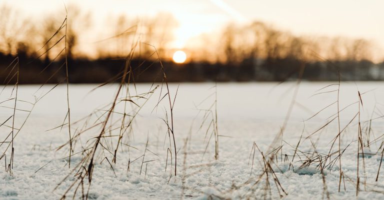 Close-up of dry grass in snowy field at sunset, showcasing winter nature's beauty.