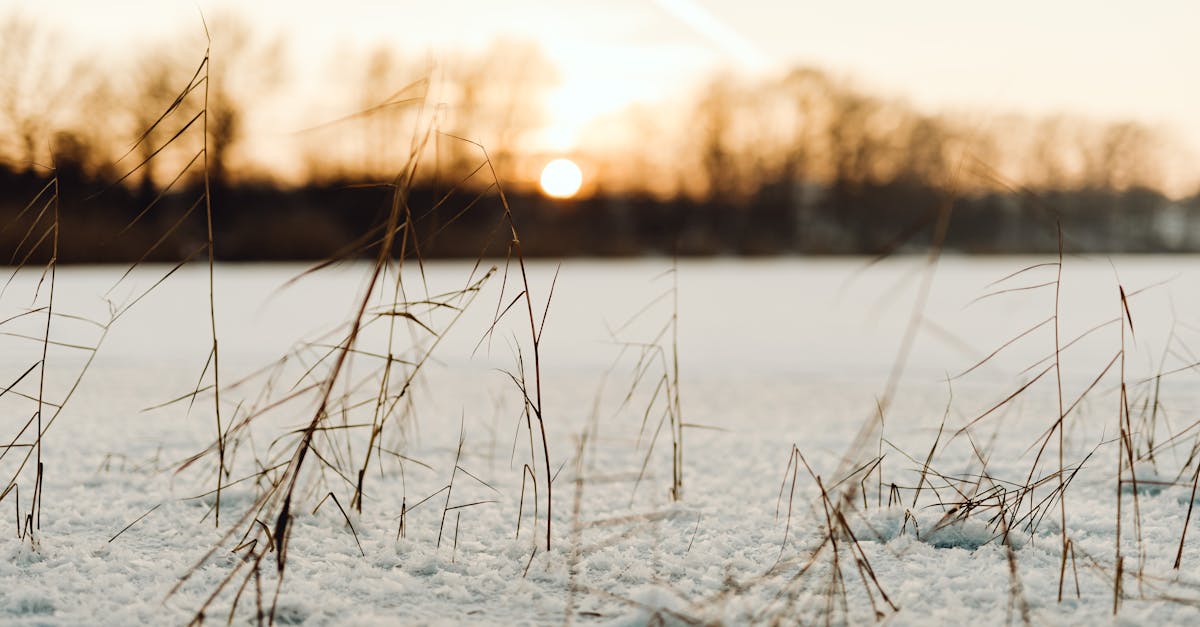 Close-up of dry grass in snowy field at sunset, showcasing winter nature's beauty.