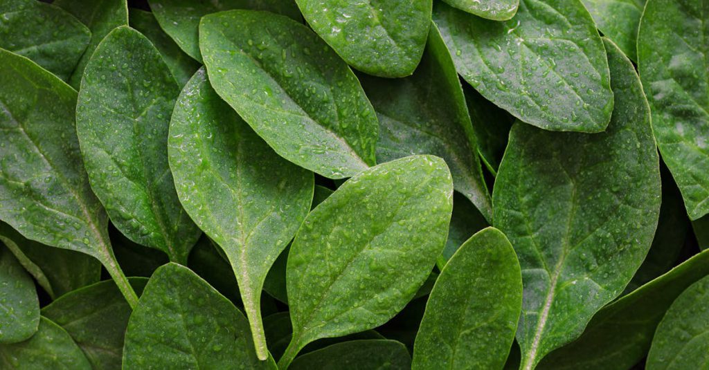 Close-up of fresh spinach leaves with water droplets, showcasing vivid green color and texture.