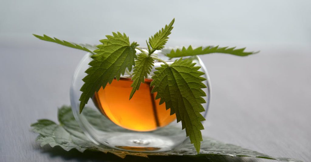 Inviting nettle tea in a glass cup adorned by fresh green leaves, offering a fresh herbal experience.