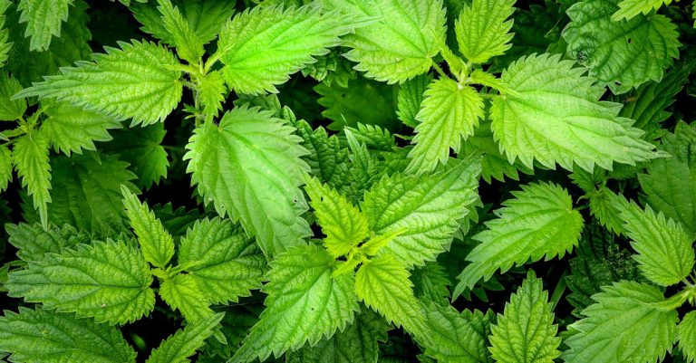 Detailed view of fresh green stinging nettle leaves highlighting natural texture and foliage.