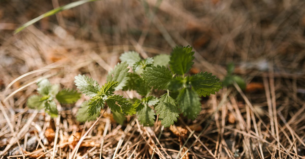 Detailed image of vibrant green plant surrounded by sunlit pine needles.