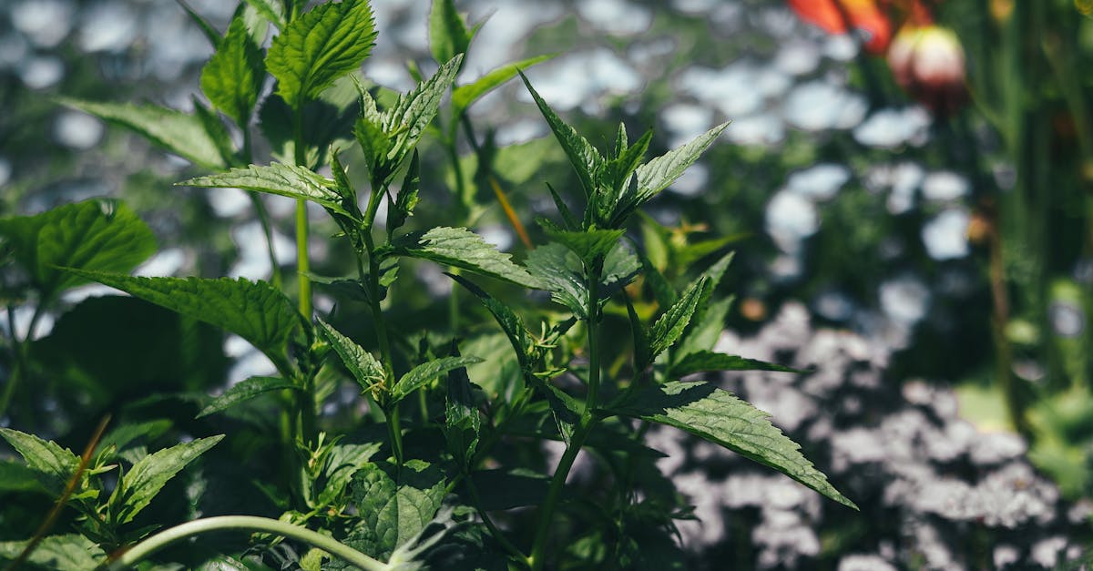 Close-up view of green foliage with colorful blooming flowers in the background, perfect for botanical themes.