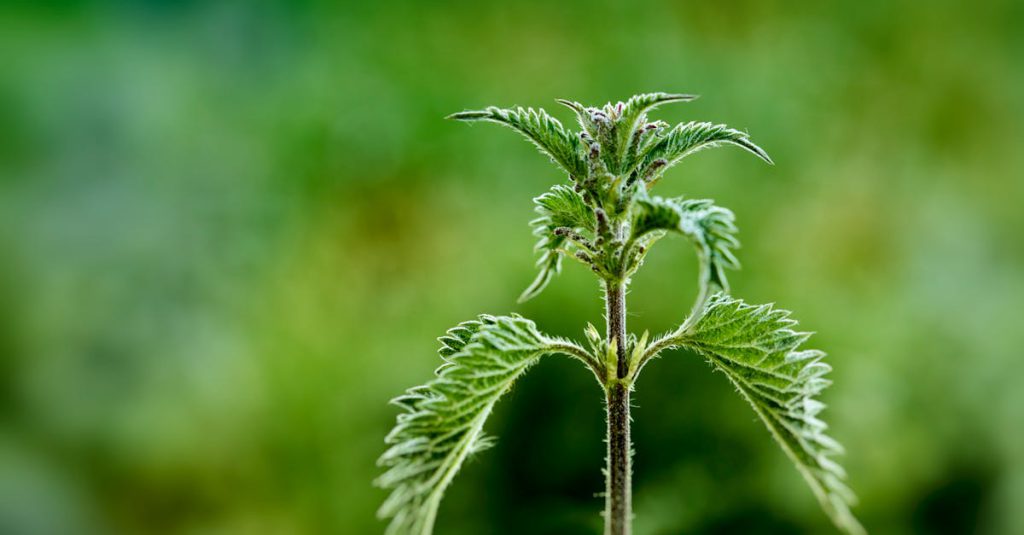 Macro shot of a vibrant green stinging nettle plant with a blurred background.