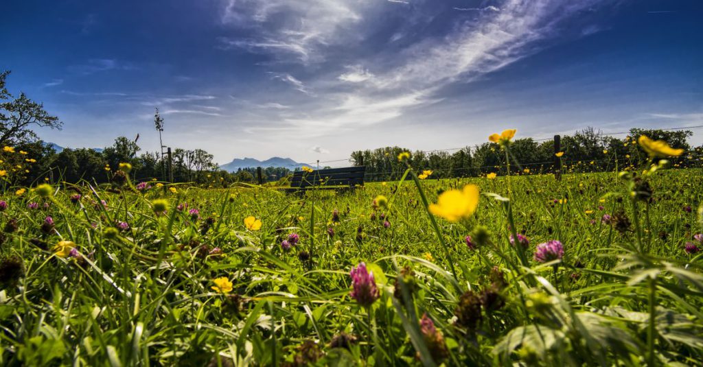 panorama-grass-bank-bench-958021-958021 Bright wildflower meadow with blue sky and bench in Bavaria, Germany.