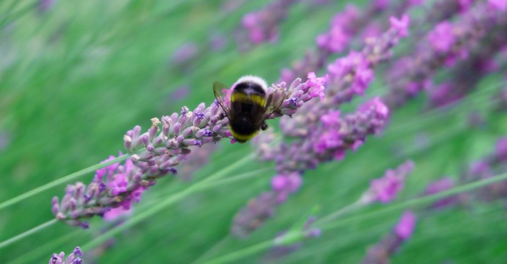 Close-up of a bumblebee pollinating vibrant lavender flowers in Werder, Germany.